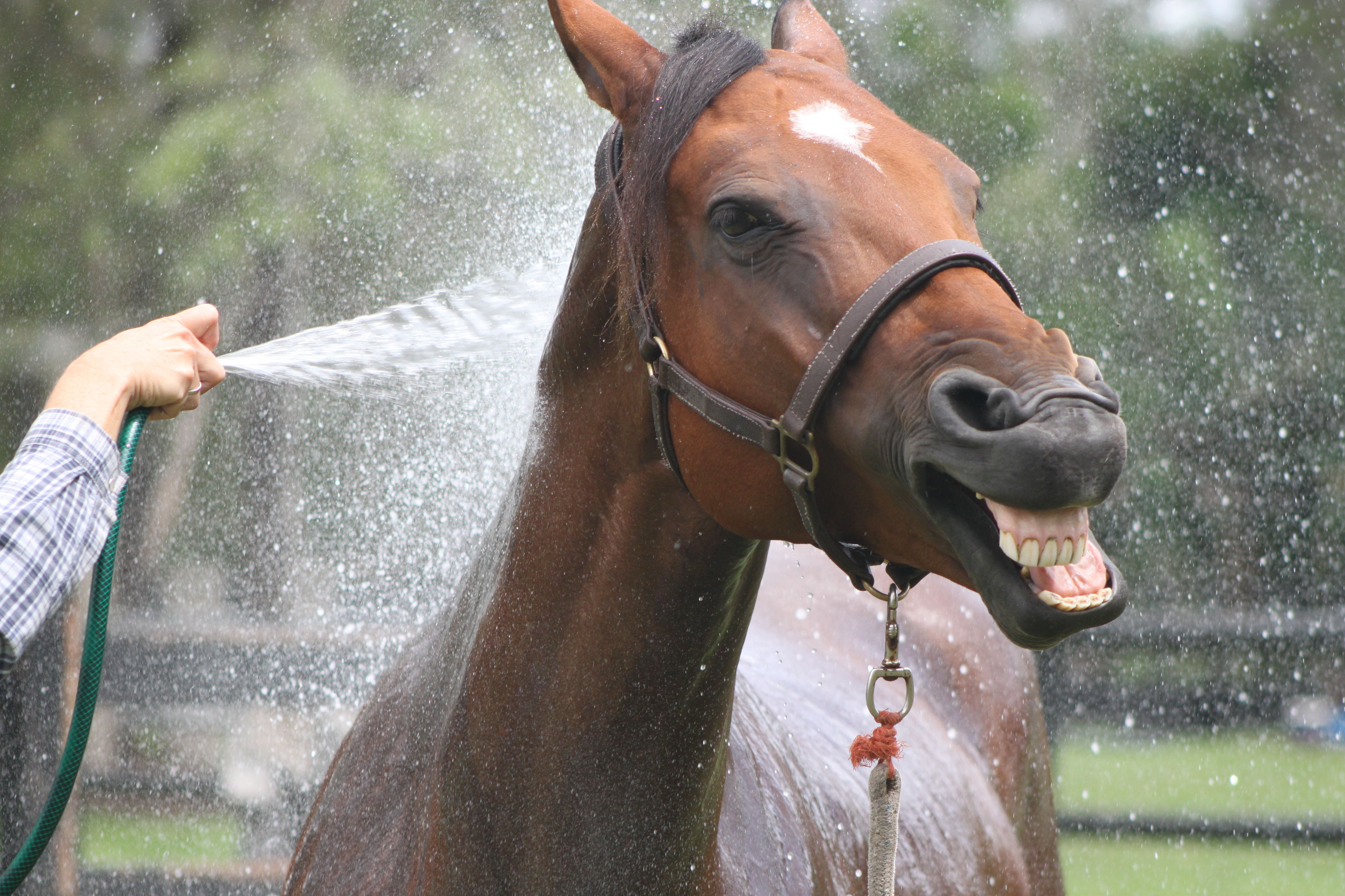 Travelling and Competing in Hot Weather